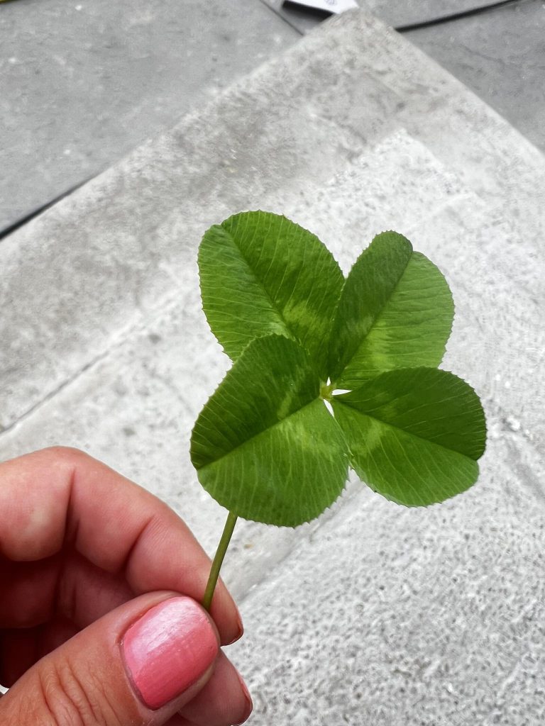fotografie color cu un trifoi cu 4 foi