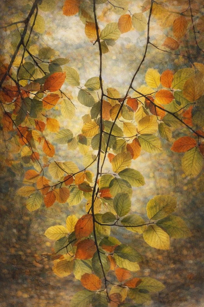 leave in autumn lights tree leave