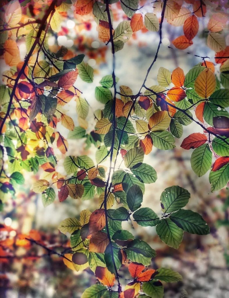 morning-lights-autumn.