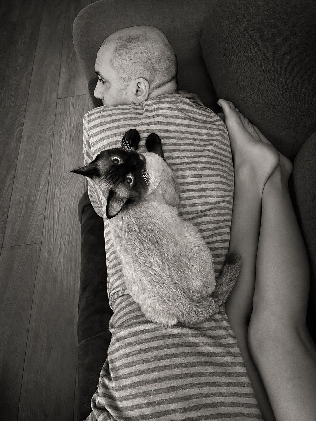 a birman cat with a man on a sofa